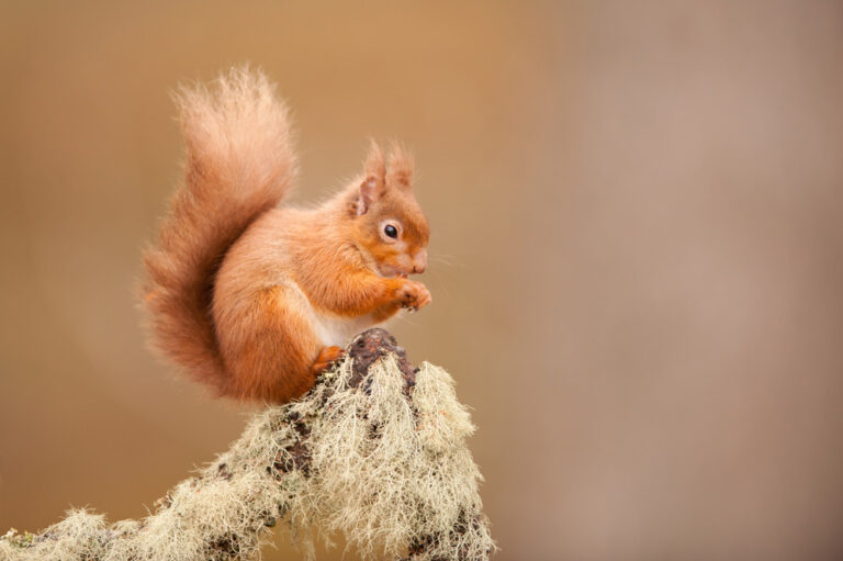 UK squirrels – Reclaiming Reds