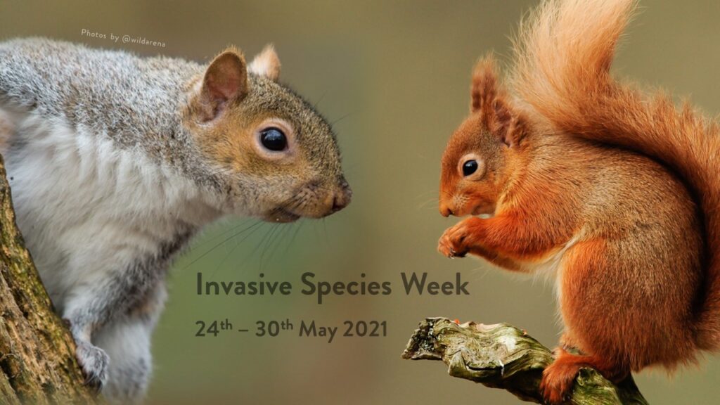 Invasive Species Week Live Talks Reclaiming Reds