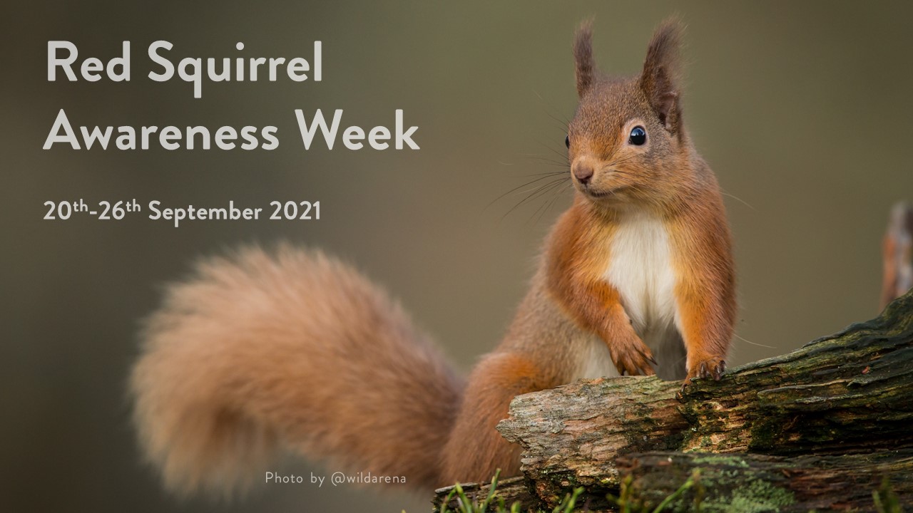 Red Squirrel Awareness Week 2021 Reclaiming Reds