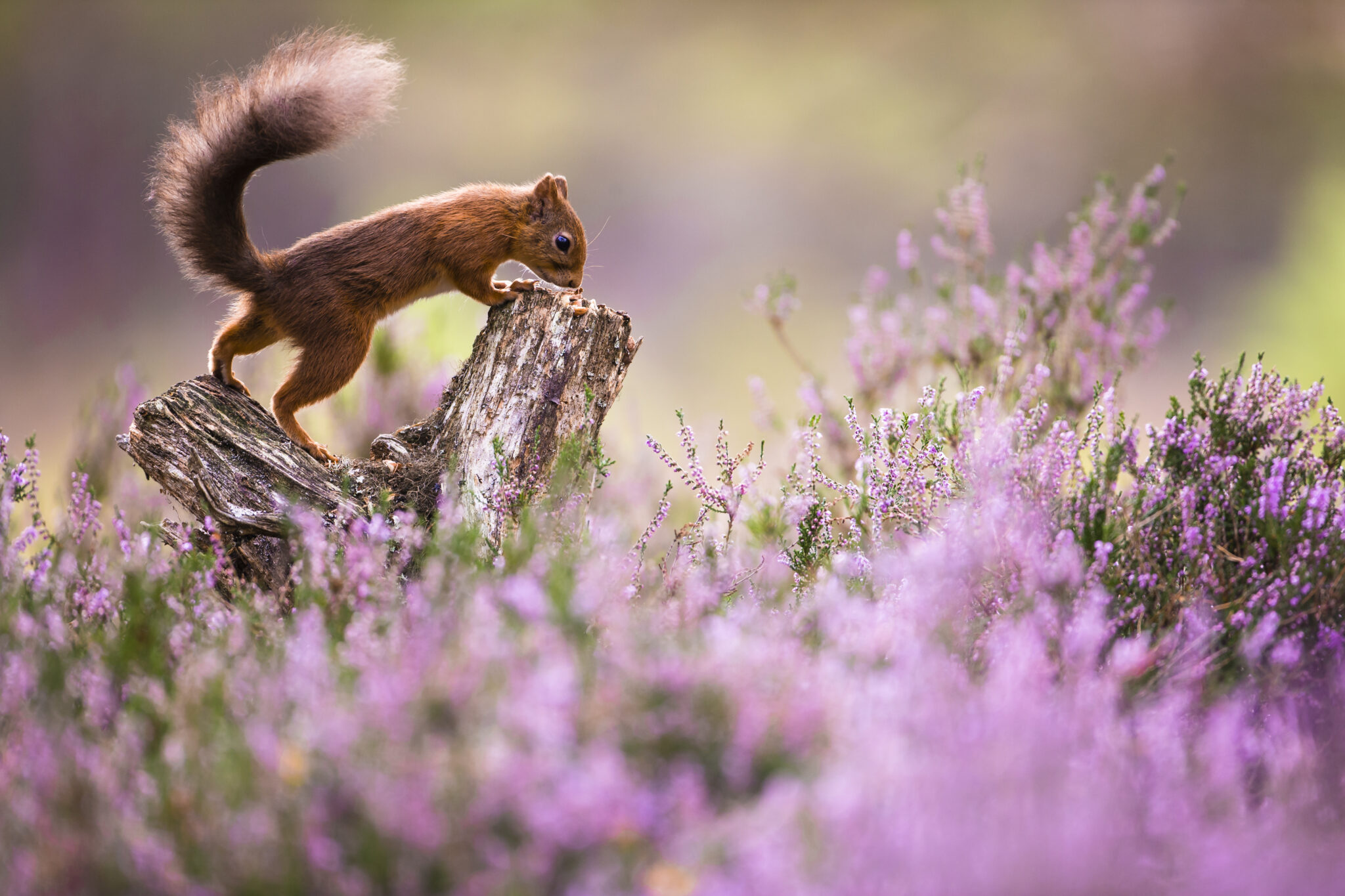 the-10-best-places-to-see-red-squirrels-in-the-uk-reclaiming-reds