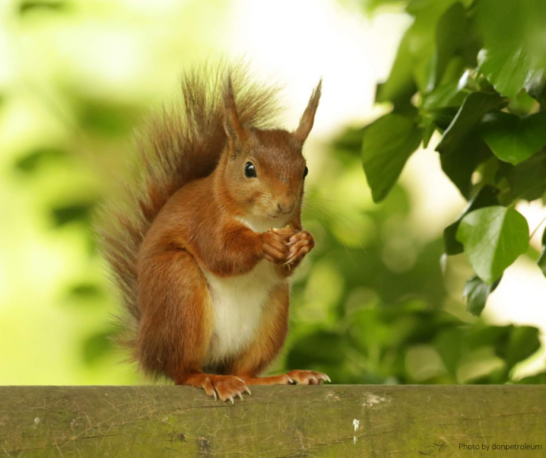 Our Top 10 Red Squirrel Facts – Reclaiming Reds